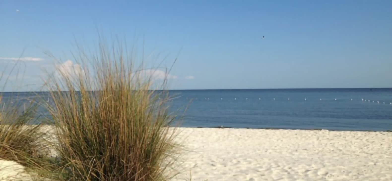 Cedar Key beach line.